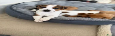 Jack Russell 1