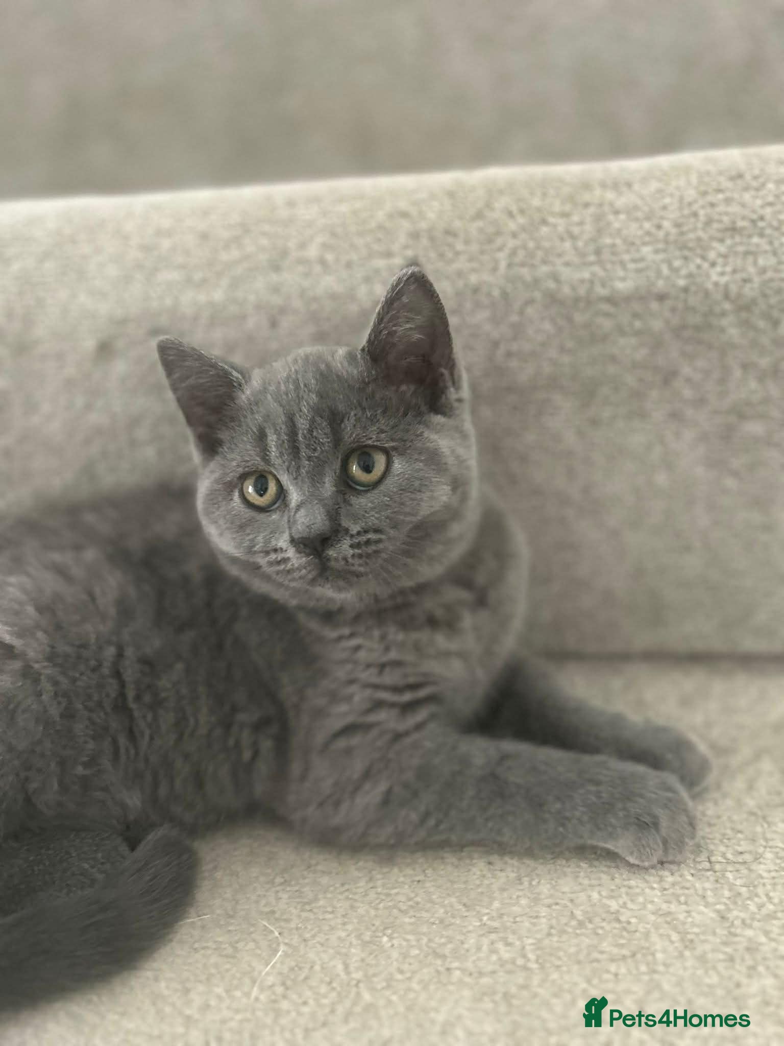 British Shorthair cats British short hair female  - Advert 9