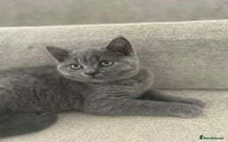 British Shorthair cats for sale: British short hair female  - Advert 1