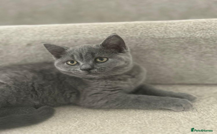 British Shorthair cats British short hair female  - Advert 3