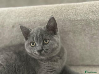 British Shorthair cats British short hair female - Advert 1