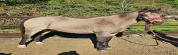 Welsh Section C horses for sale: Cuddles - Best family saught for this super boy  - Advert 2