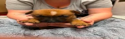 Mixed Breed dogs for sale: 9 beautiful GSD x Staffy Pups For Sale in Burnley - Advert 2