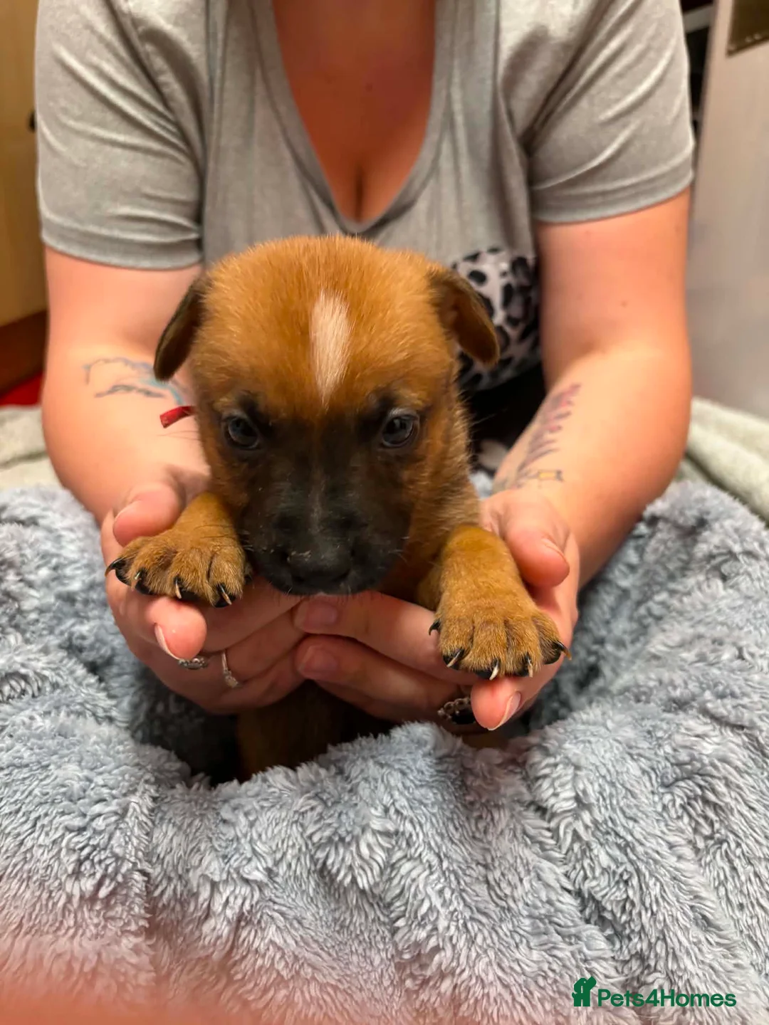 Mixed Breed dogs for sale: 9 beautiful GSD x Staffy Pups For Sale in Burnley - Advert 2
