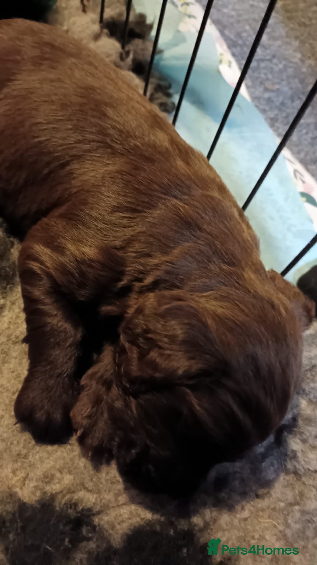 Cocker Spaniel dogs for sale: KC reg Working Chocolate Cocker spaniel puppy - Advert 3