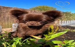 Chihuahua dogs for sale: Long hair tri chocolate apple head chihuahuas  - Advert 15