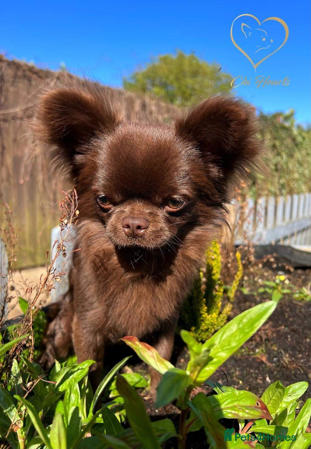Chihuahua dogs for sale: Long hair tri chocolate apple head chihuahuas  - Advert 15