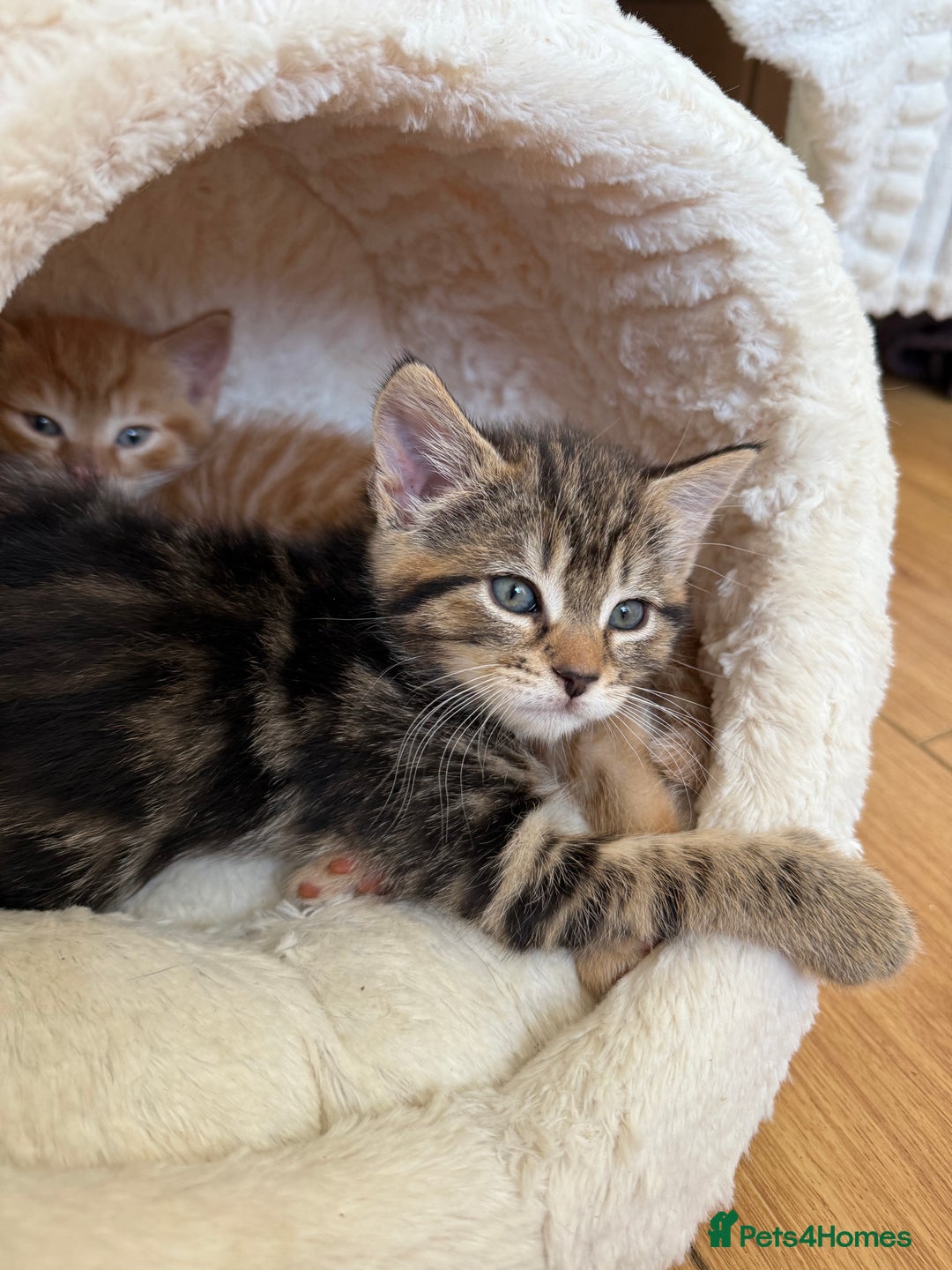 Mixed Breed cats for sale: Two Female Cats - Image 6