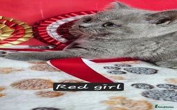 British Shorthair cats for sale: British short hair kittens - Advert 8