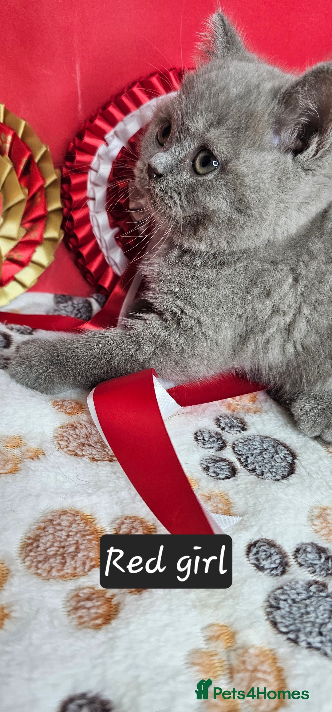 British Shorthair cats for sale: British short hair kittens - Advert 8