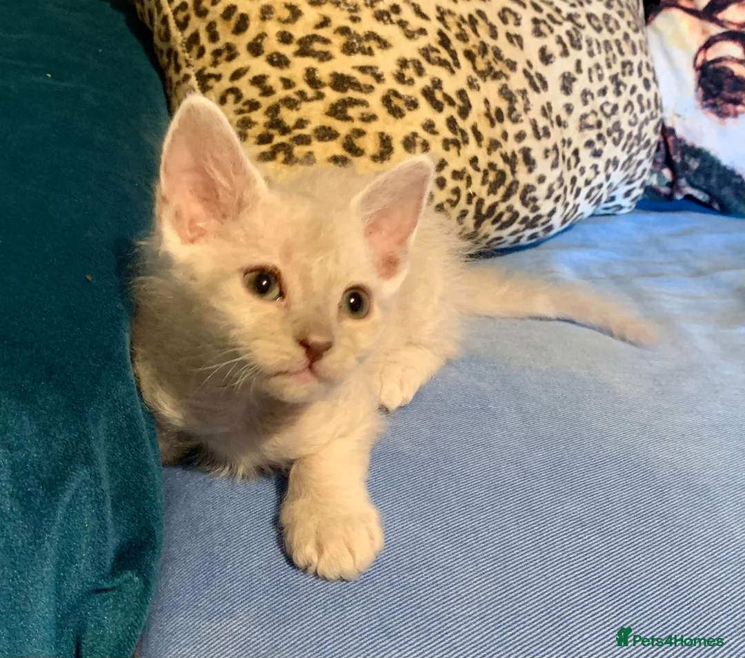 LaPerm cats for sale: Cuddly, curly-coated LaPerm kittens. - Advert 2