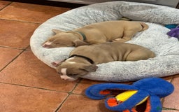 American Bully dogs for sale: American staffys  - Image 2
