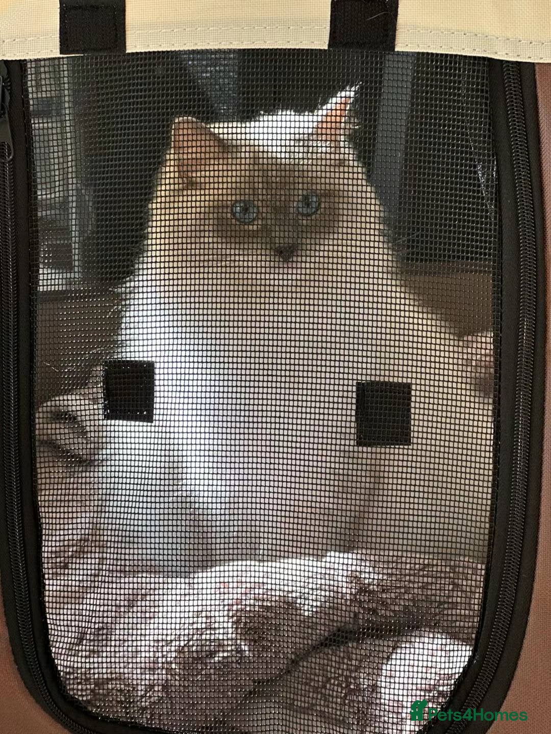 Ragdoll cats TICA Registered Beautiful Blue Ragdoll - Advert 8