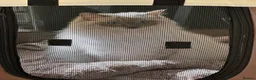 Ragdoll cats for sale: TICA Registered Beautiful Blue Ragdoll - Advert 1