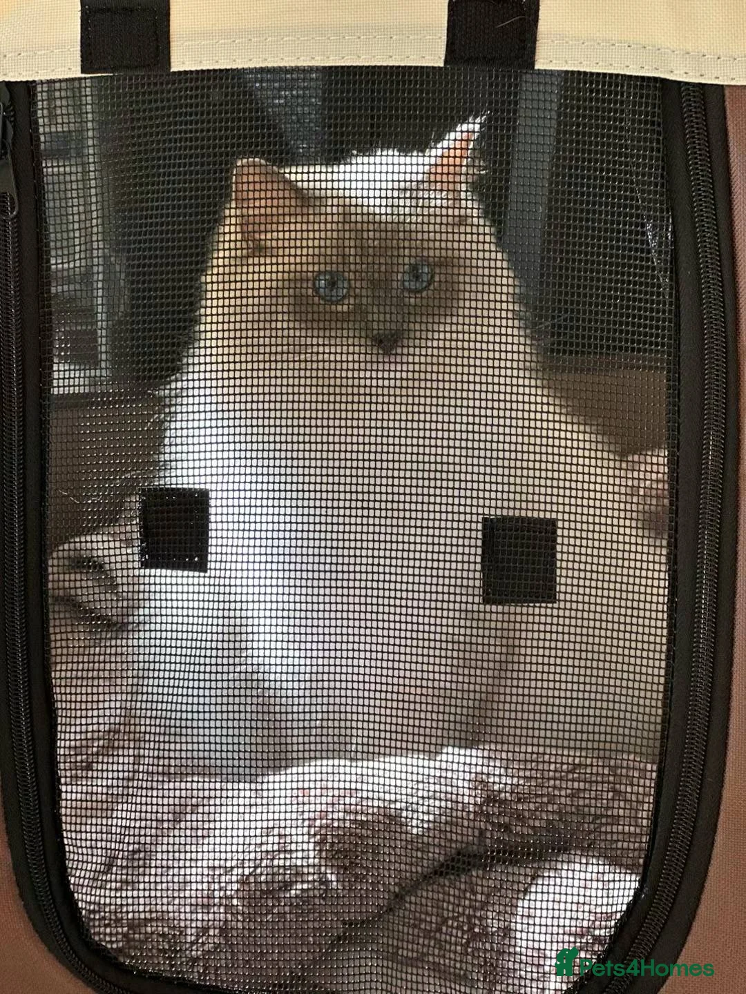 Ragdoll cats for sale: TICA Registered Beautiful Blue Ragdoll - Advert 1