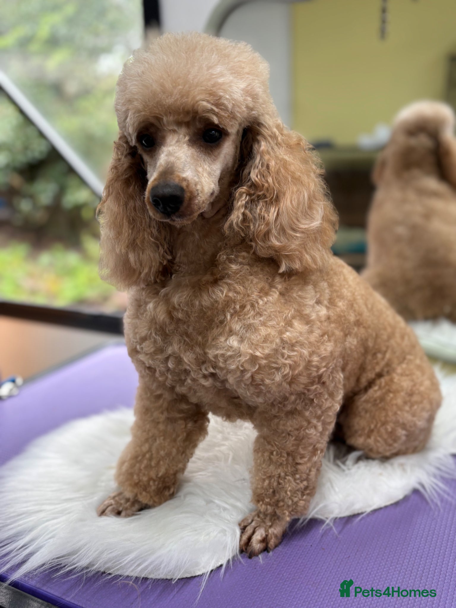 Miniature Poodle dogs Beautiful Beocca - Advert 10