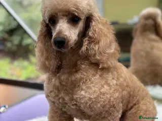 Miniature Poodle dogs Beautiful Beocca - Advert 10