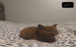 British Shorthair cats for sale: British shorthair kittens and scotish fold  - Image 13