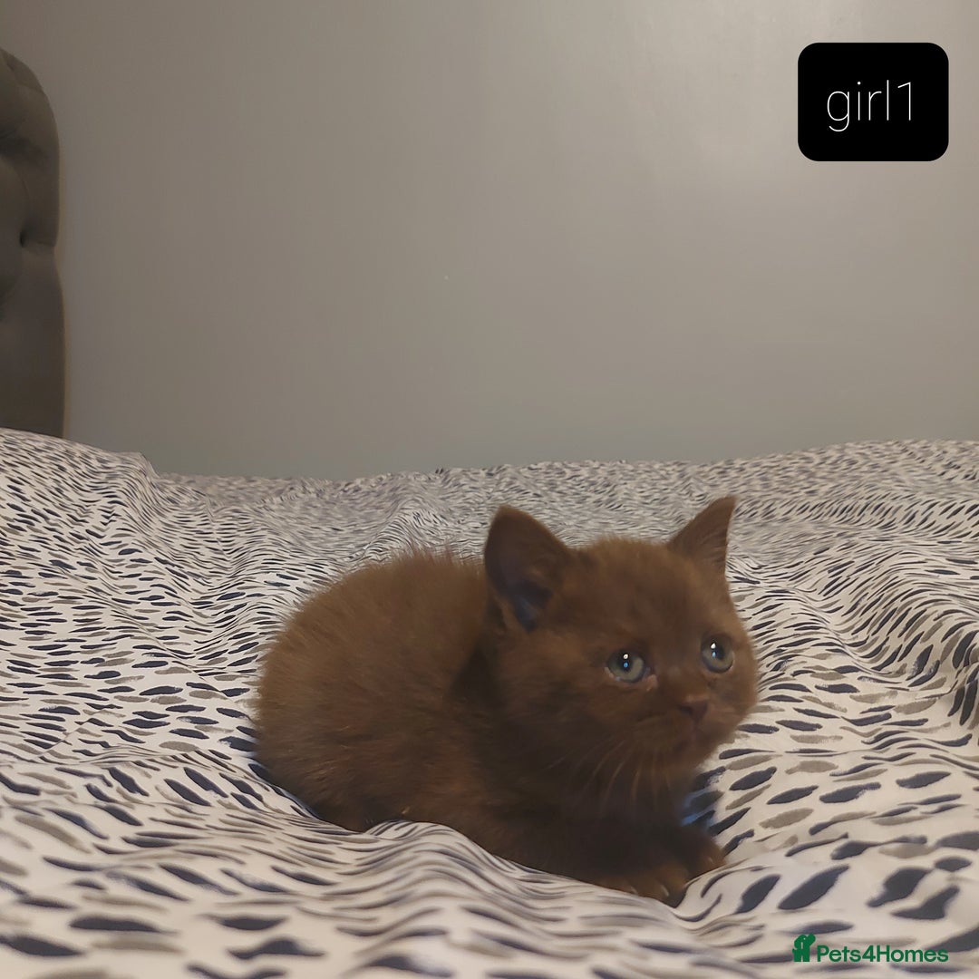 British Shorthair cats for sale: British shorthair kittens and scotish fold  - Image 13