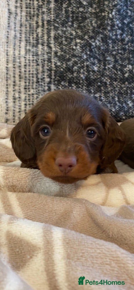 Miniature Dachshund dogs Miniature Dachshund Puppies Chocolate and Tan KC - Advert 3
