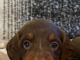 Miniature Dachshund dogs Miniature Dachshund Puppies Chocolate and Tan KC - Advert 3