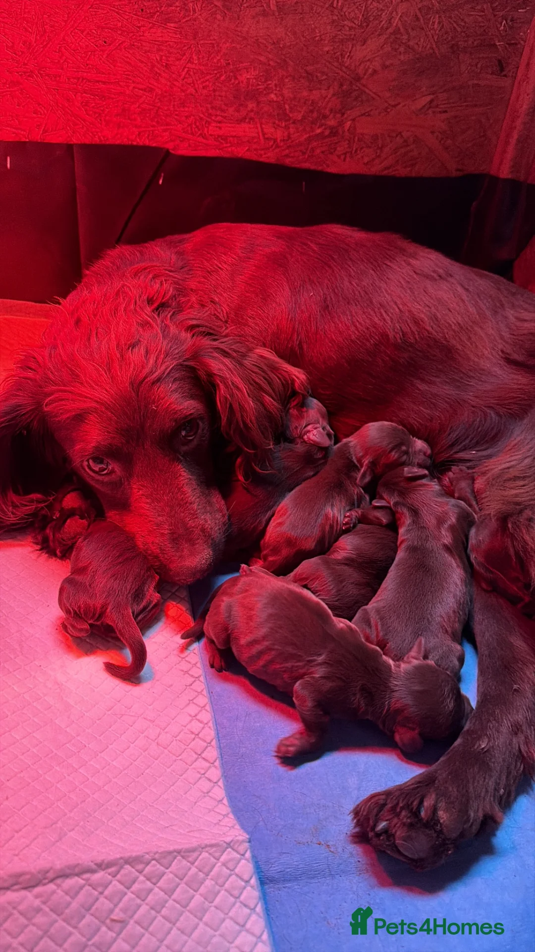 Cocker Spaniel dogs for sale: Working cocker spaniels  - Advert 1