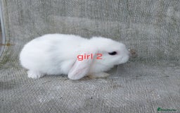 Mini Lop rabbits for sale: Mini lops for sale  - Image 3