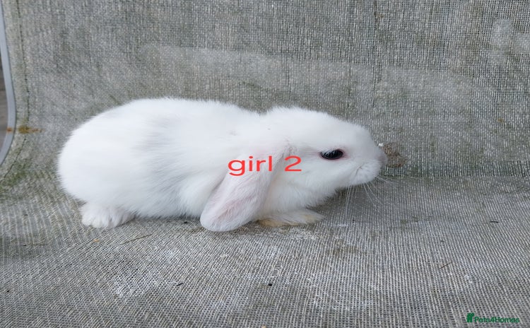 Mini Lop rabbits - Advert 6