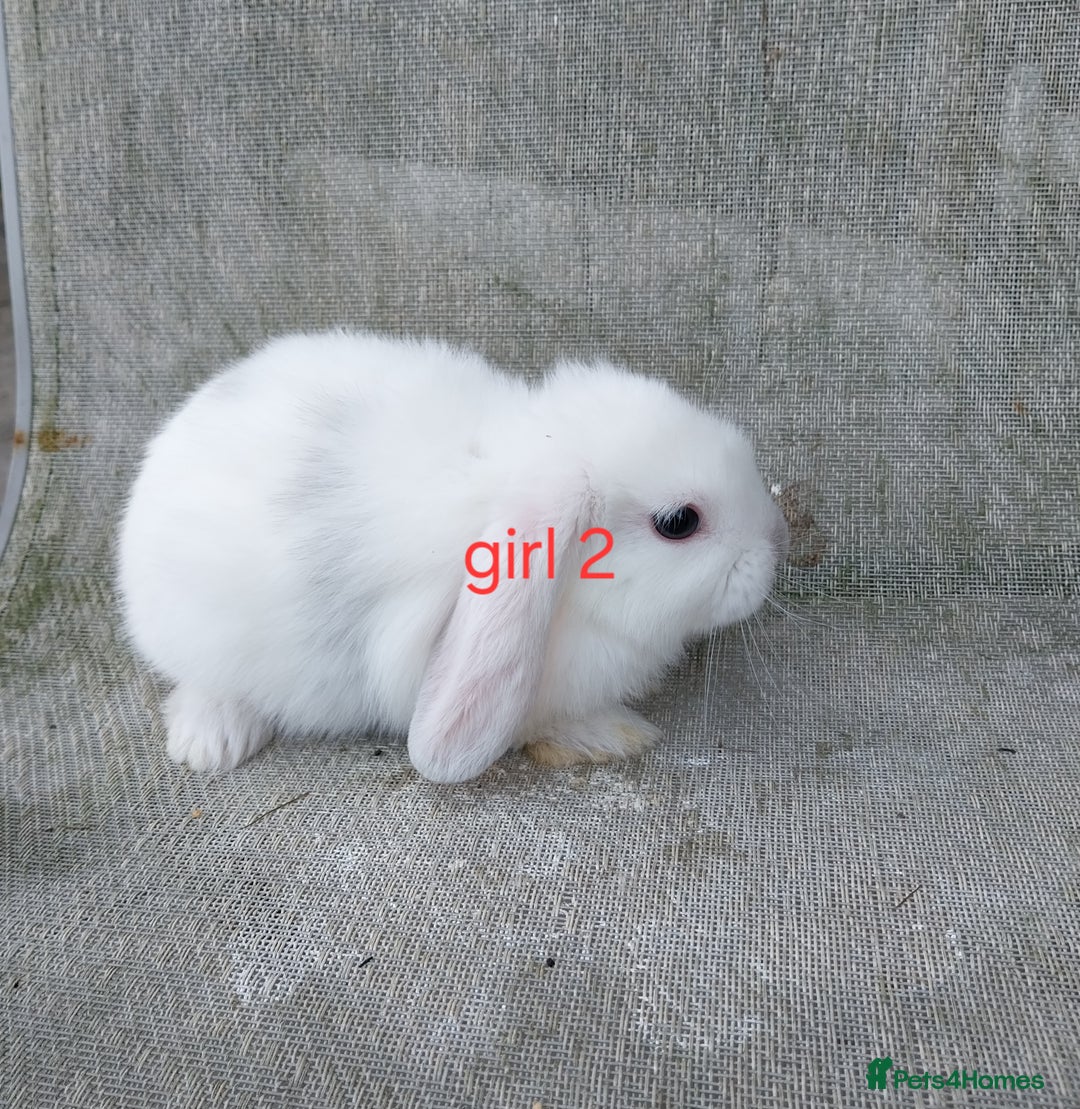 Mini Lop rabbits for sale: Mini lops for sale  - Image 3