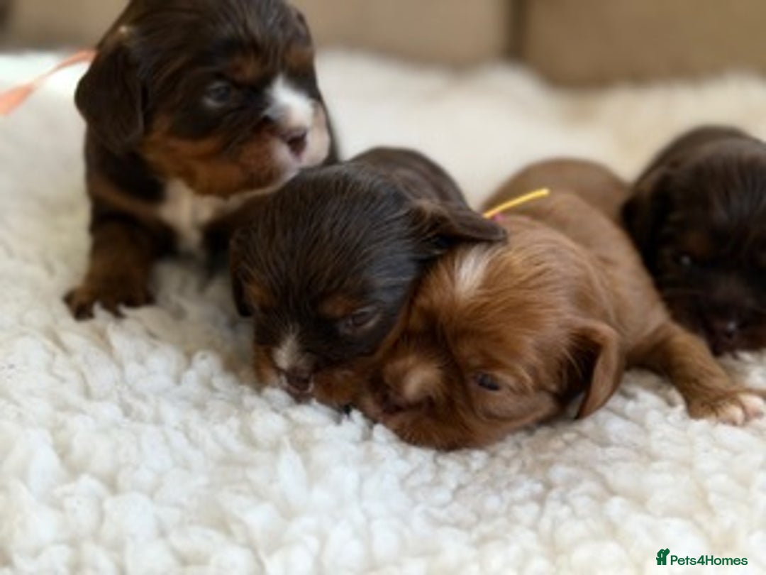 Cavalier King Charles Spaniel dogs for sale: Chocolate and tan Cavalier king charles - Advert 4