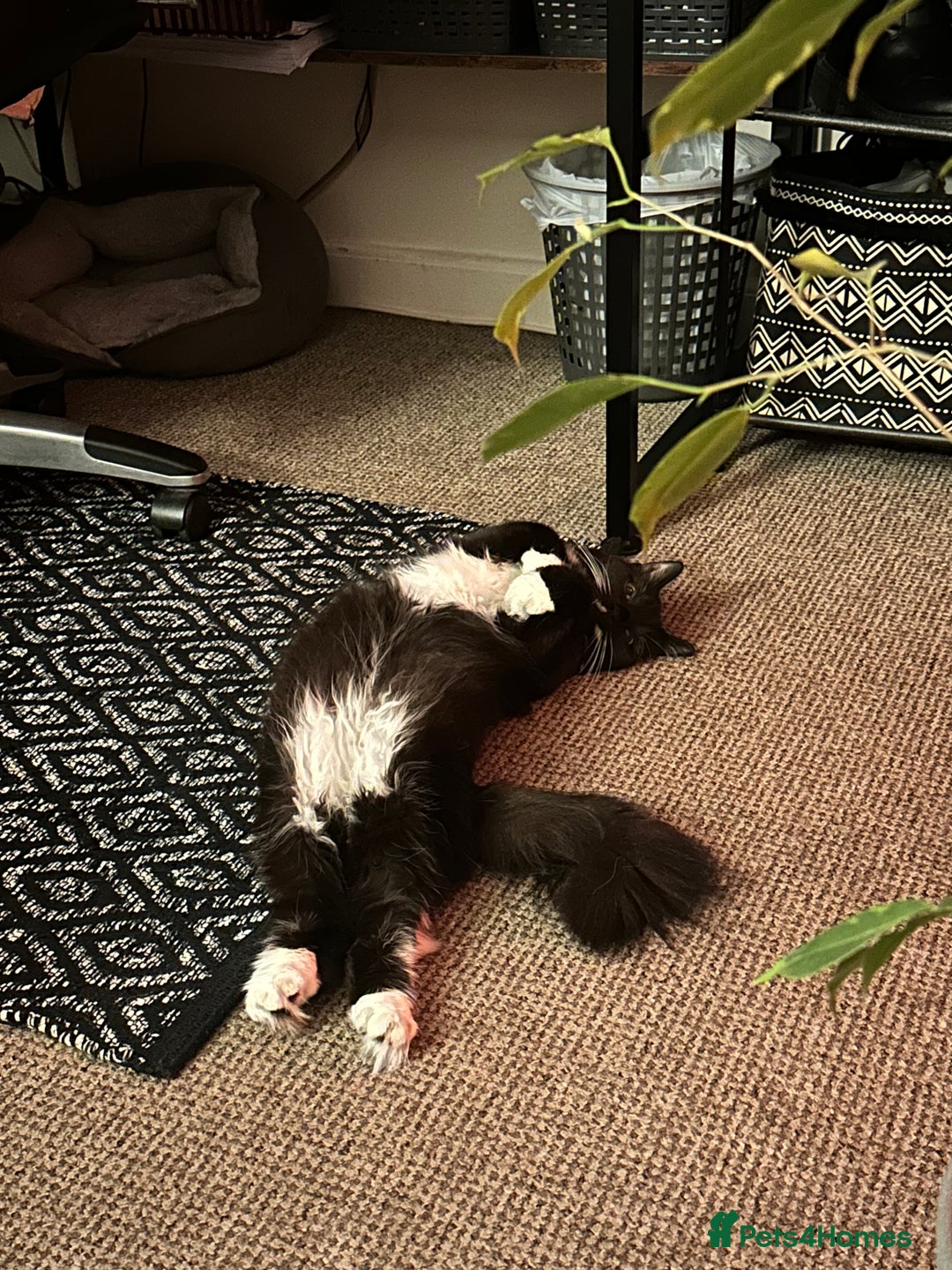 Mixed Breed cats for sale: Beautiful long haired brown & white female cat - Advert 7