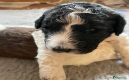 Mixed Breed dogs for sale: St Berdoodle ( St Bernard x Standard poodle) - Image 6