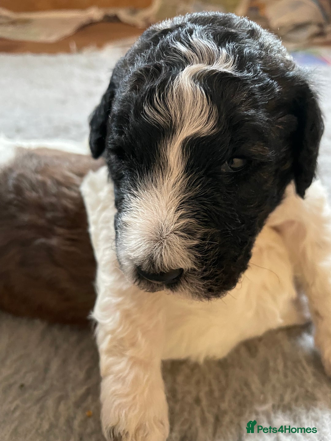 Mixed Breed dogs for sale: St Berdoodle ( St Bernard x Standard poodle) - Image 6