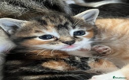 Mixed Breed cats for sale: Affectionate playful kittens - Image 6