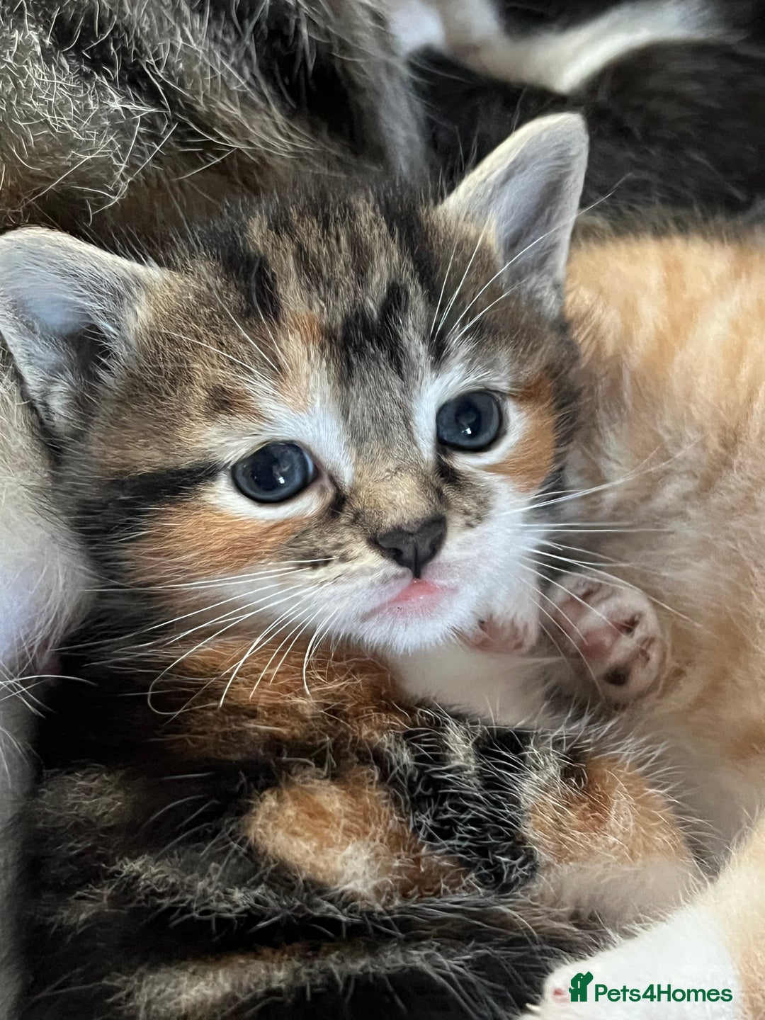 Mixed Breed cats for sale: Affectionate playful kittens - Image 6