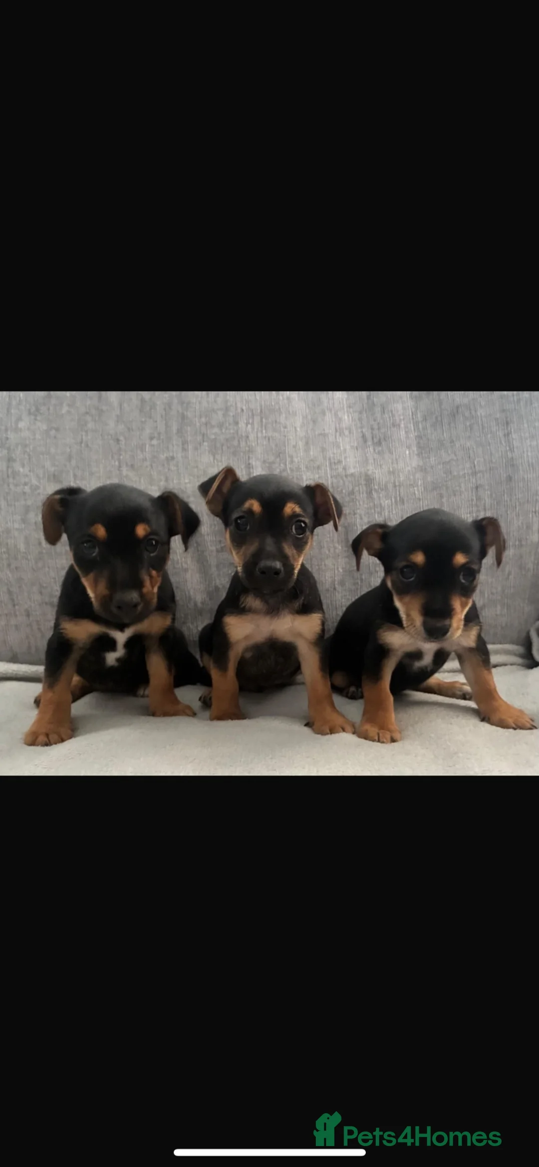 Mixed Breed dogs for sale: Jack Russel x Yorkshire terrier puppies  - Advert 2