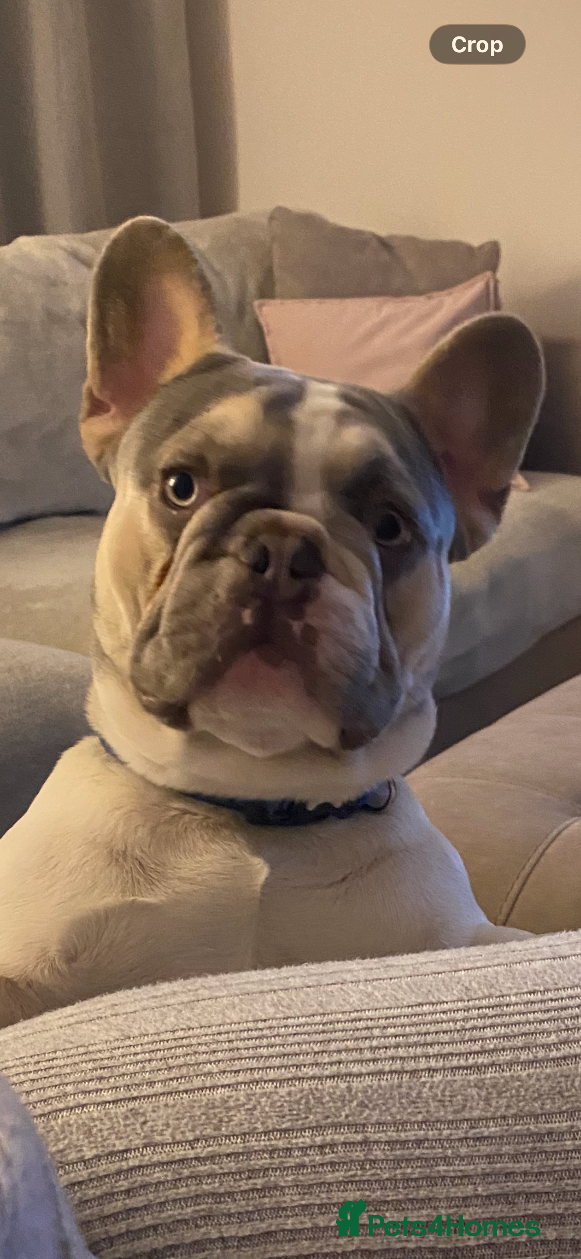 French Bulldog dogs French Bulldog For Stud - Advert 1