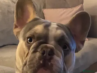 French Bulldog dogs French Bulldog For Stud - Advert 1