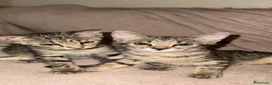 Bengal 4