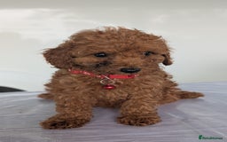 Miniature Poodle dogs for sale: Red miniature poodle puppies!! in Stafford - Image 8