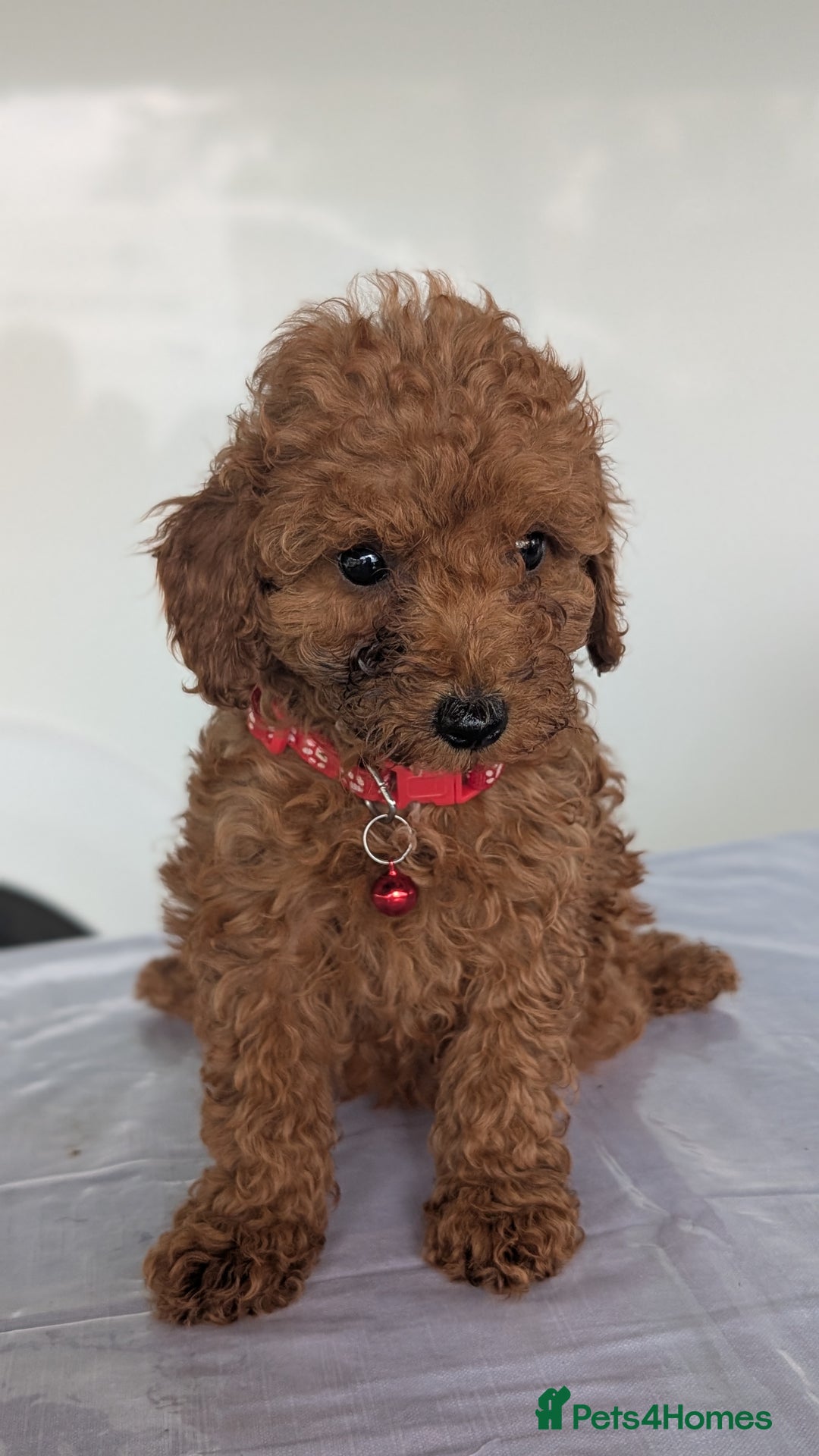 Miniature Poodle dogs for sale: Red miniature poodle puppies!! in Stafford - Image 8