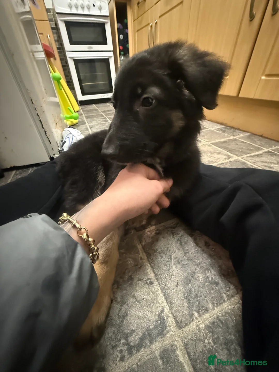 German Shepherd dogs for sale: His name is rocco  - Advert 3