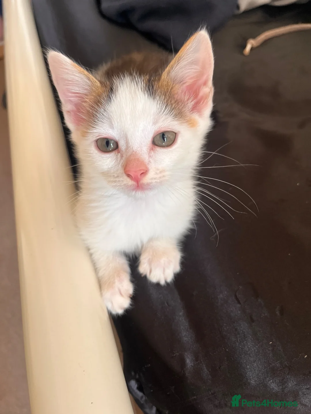 Mixed Breed cats for sale: Beautiful part maincoon kitten  - Advert 1