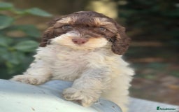 Cockapoo dogs for sale: Fabulously bred cockapoos  - Image 10