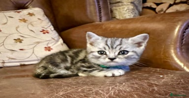 British Shorthair cats - Advert 6