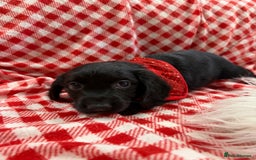 Cocker Spaniel dogs for sale: 2 black working cocker spaniel pups  - Image 2