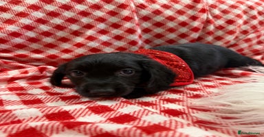 Cocker Spaniel dogs - Advert 2