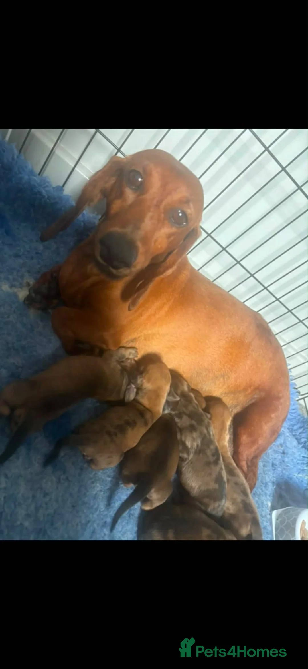 Dachshund dogs for sale: Kc dachshund puppies! - Advert 1