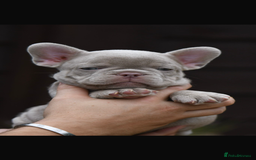 French Bulldog dogs for sale: Beautiful litter of 8 French bulldog puppies - Image 14