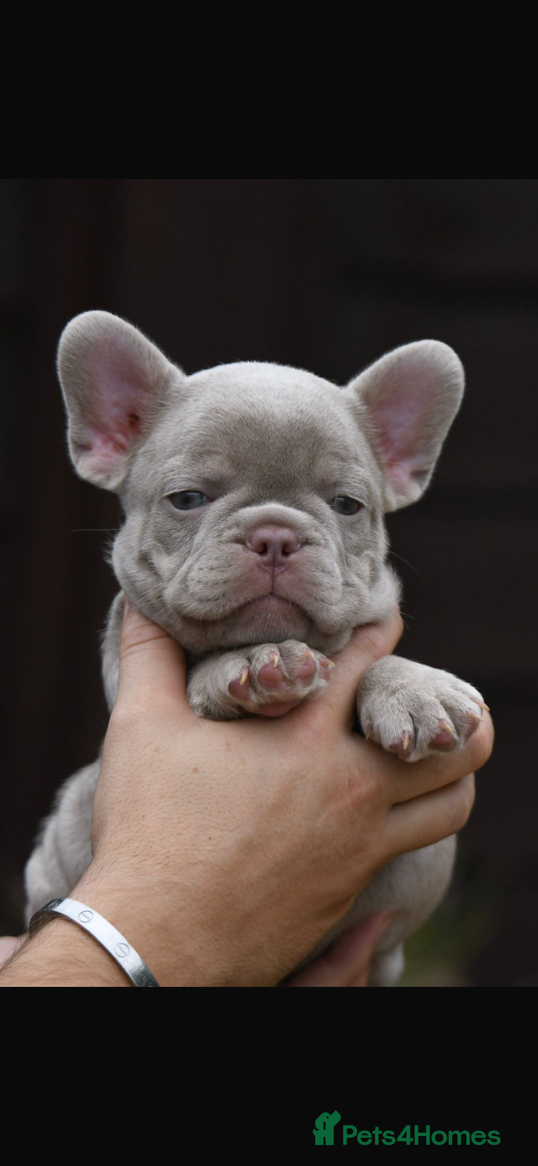 French Bulldog dogs for sale: Beautiful litter of 8 French bulldog puppies - Image 14
